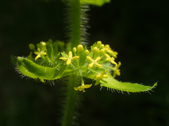 Cruciata laevipes