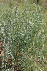 Chenopodium desiccatum leptophylloides