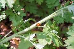 Coccinella septempunctata