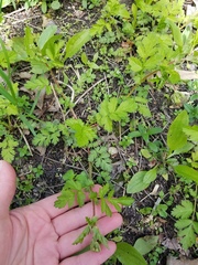 Geum vernum