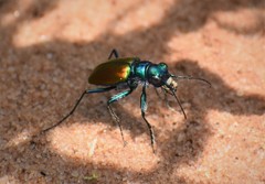 Cicindela scutellaris scutellaris