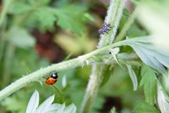 Coccinella septempunctata