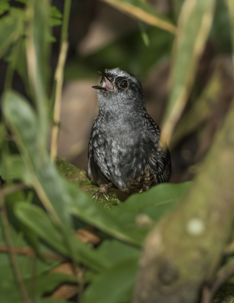 Silvery-fronted Tapaculo photo