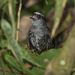 Silvery-fronted Tapaculo - Photo (c) Steven Easley, some rights reserved (CC BY-NC), uploaded by Steven Easley