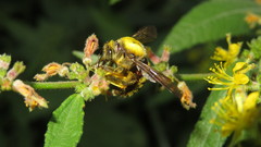 Xylocopa