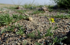 Potentilla imbricata