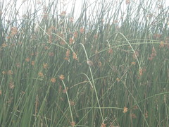 Zonotrichia capensis