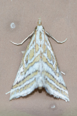 Leptosteges parthenialis