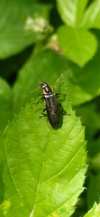 Cantharis obscura