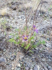 Pulsatilla tenuiloba