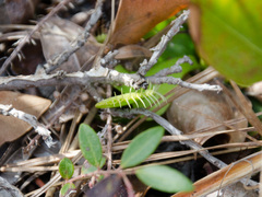 Dionaea muscipula