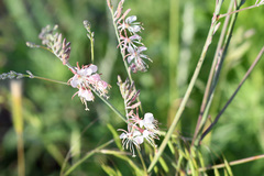 Oenothera cinerea cinerea