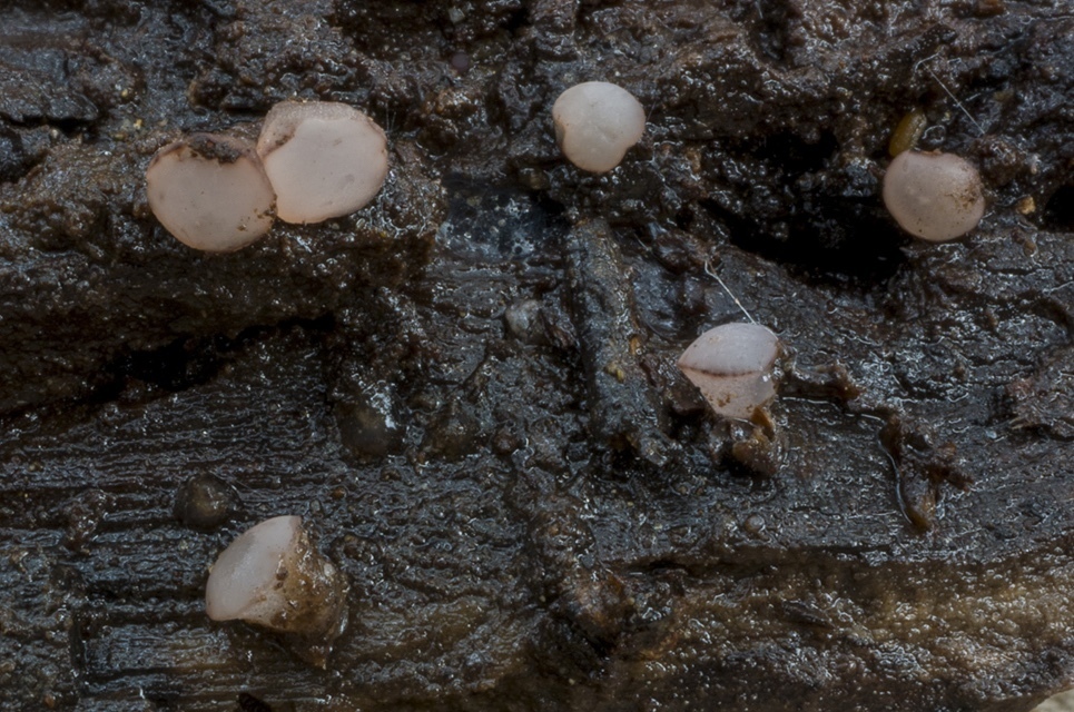 Ombrophila violacea