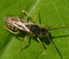 Nomada luteoloides