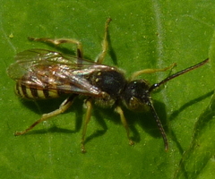 Nomada luteoloides