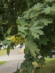 Acer platanoides