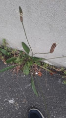 Plantago lanceolata