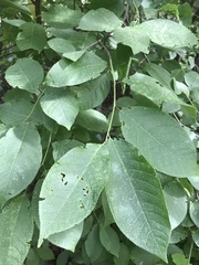 Prunus padus