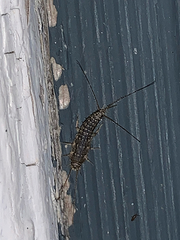 Ctenolepisma lineatum