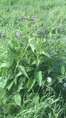 Symphytum officinale