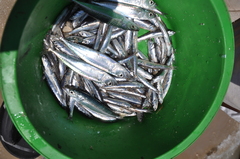 Scomber australasicus