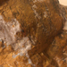 Camponotus lameerei - Photo (c) ritaxanka,  זכויות יוצרים חלקיות (CC BY-NC)