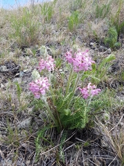 Pedicularis rubens