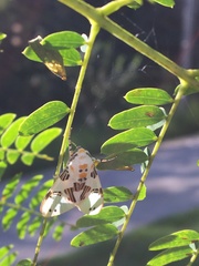 Idalus daga