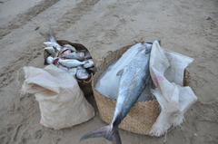 Scomberomorus commerson