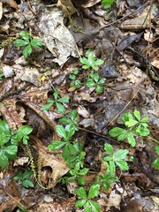 Anemonoides quinquefolia