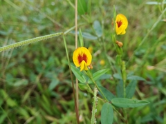 Zornia diphylla