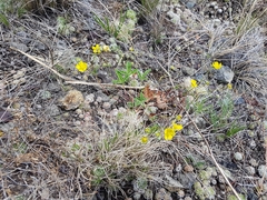 Potentilla leucophylla