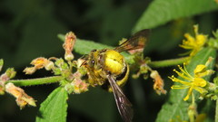 Xylocopa