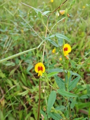 Zornia diphylla