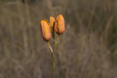 Ixia calendulacea