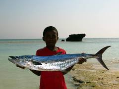 Scomberomorus commerson