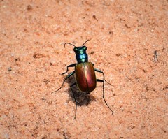 Cicindela scutellaris scutellaris