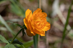 Trollius