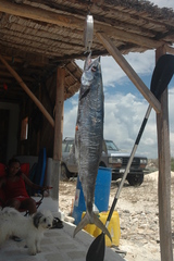 Scomberomorus commerson