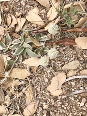 Gomphrena caespitosa