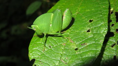 Plagiotriptus hippiscus