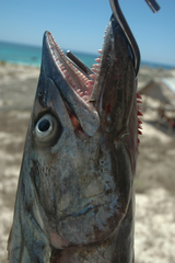 Scomberomorus commerson