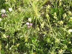 Hordeum murinum leporinum