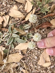 Gomphrena caespitosa