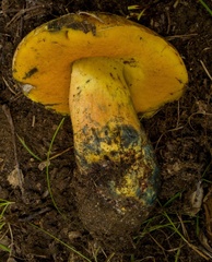 Neoboletus xanthopus