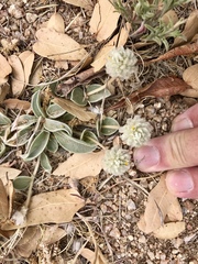 Gomphrena caespitosa