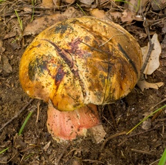 Neoboletus xanthopus
