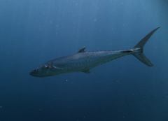 Scomberomorus commerson