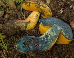 Neoboletus xanthopus