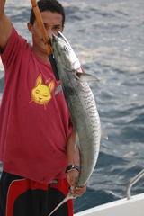 Scomberomorus commerson